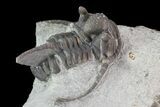 Rare Eifel Cyphaspis Trilobite - Germany #27432-4